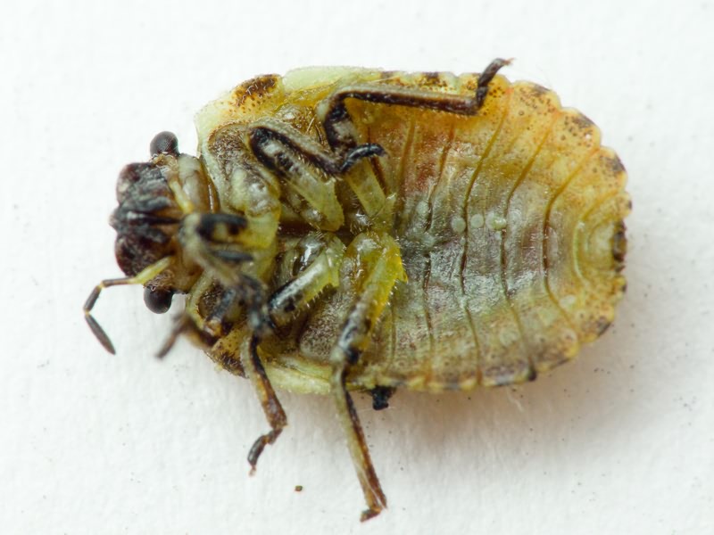 Phimodera humeralis (Dalman, 1823)